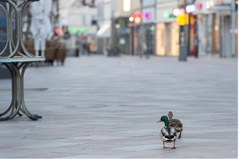 Foto der menschenleeren Weender Straße. Im Hintergrund sieht man Geschäfte und aufeinandergestapelte Tische. Im Vordergrund laufen zwei Enten über die leere Straße.&nbsp;&copy;&nbsp;Niklas Richter